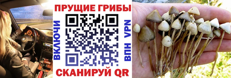 Галлюциногенные грибы MAGIC MUSHROOMS  Купить  Белая Калитва 